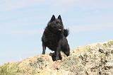 SCHIPPERKE 034